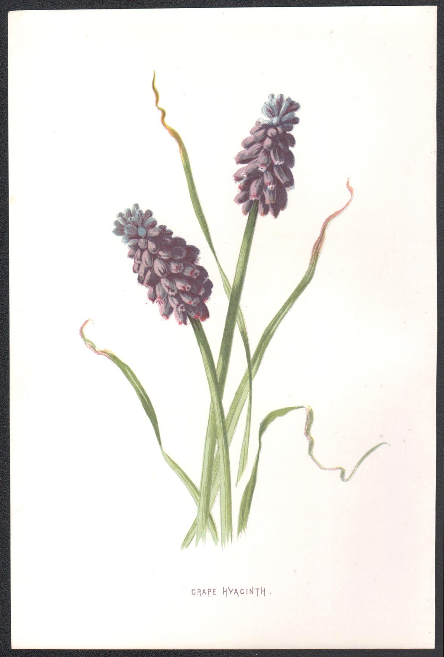 Jacinto de uva, cromolitografía botánica inglesa antigua de flor malva, 1895 - Print de Frederick William Hulme
