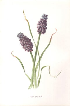 Grape Hyacinth, English antique mauve flower botanical chromolithograph, 1895