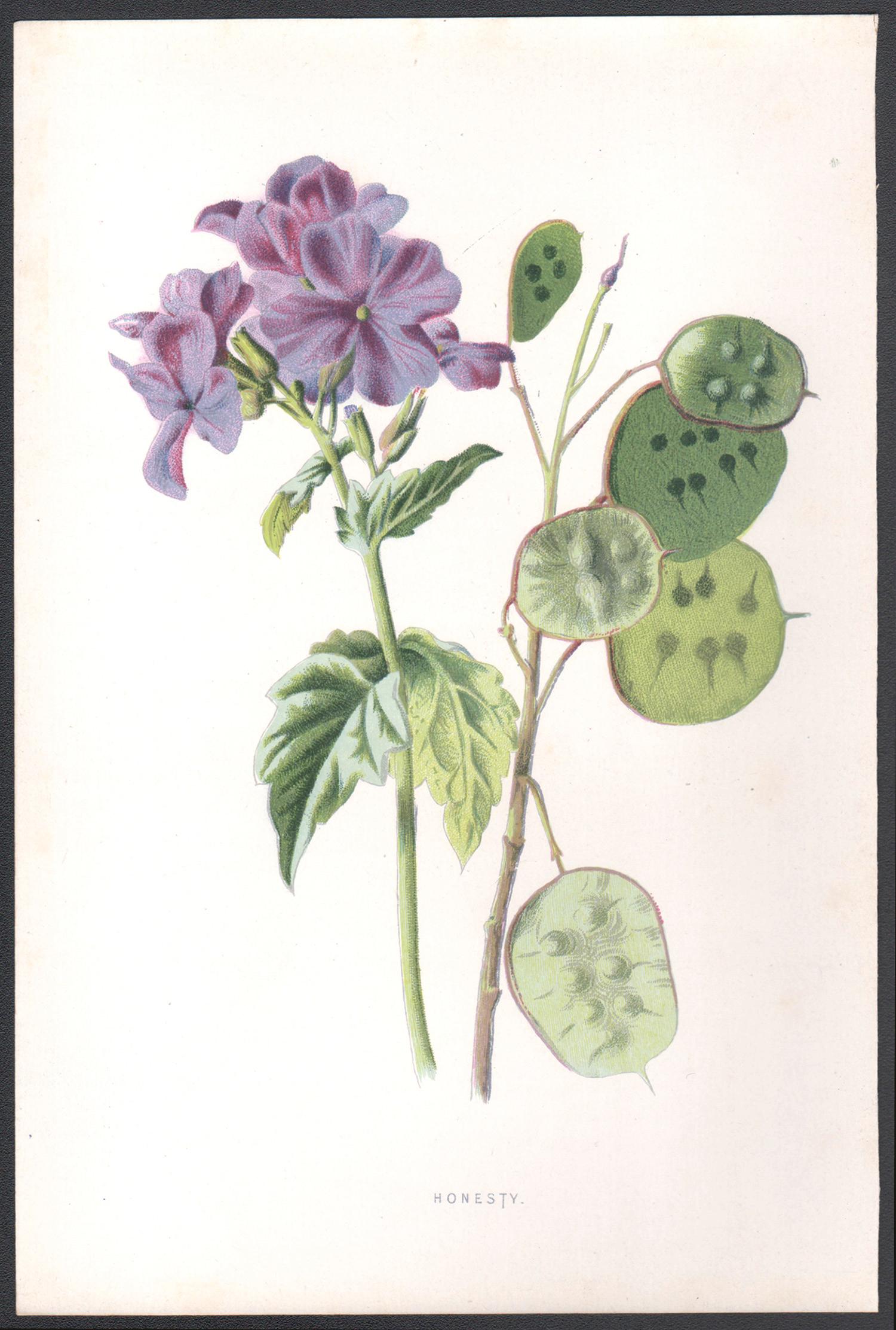 Honestidad, cromolitografía botánica inglesa antigua de una flor malva, 1895 - Print de Frederick William Hulme
