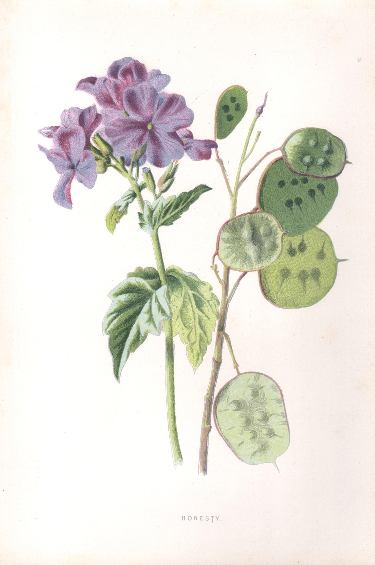 Still-Life Print de Frederick William Hulme - Honestidad, cromolitografía botánica inglesa antigua de una flor malva, 1895