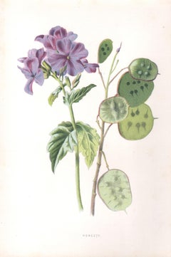 Honesty, English antique mauve flower botanical chromolithograph, 1895