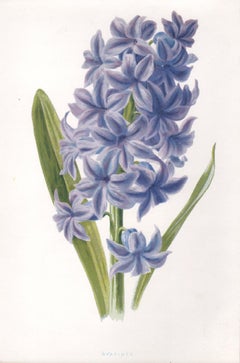 Hyacinth, English antique blue flower botanical chromolithograph 1895