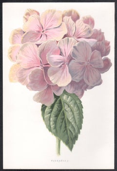 Hydrangea, English antique pink flower botanical chromolithograph, 1895
