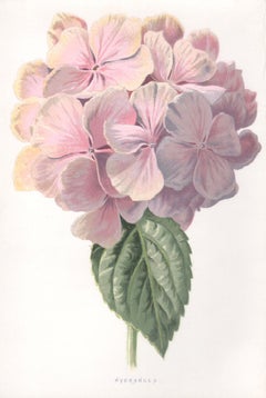 Hydrangea, English Antique pink flower botanical chromolithograph, 1895