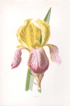 Iris, English antique yellow flower botanical chromolithograph, 1895