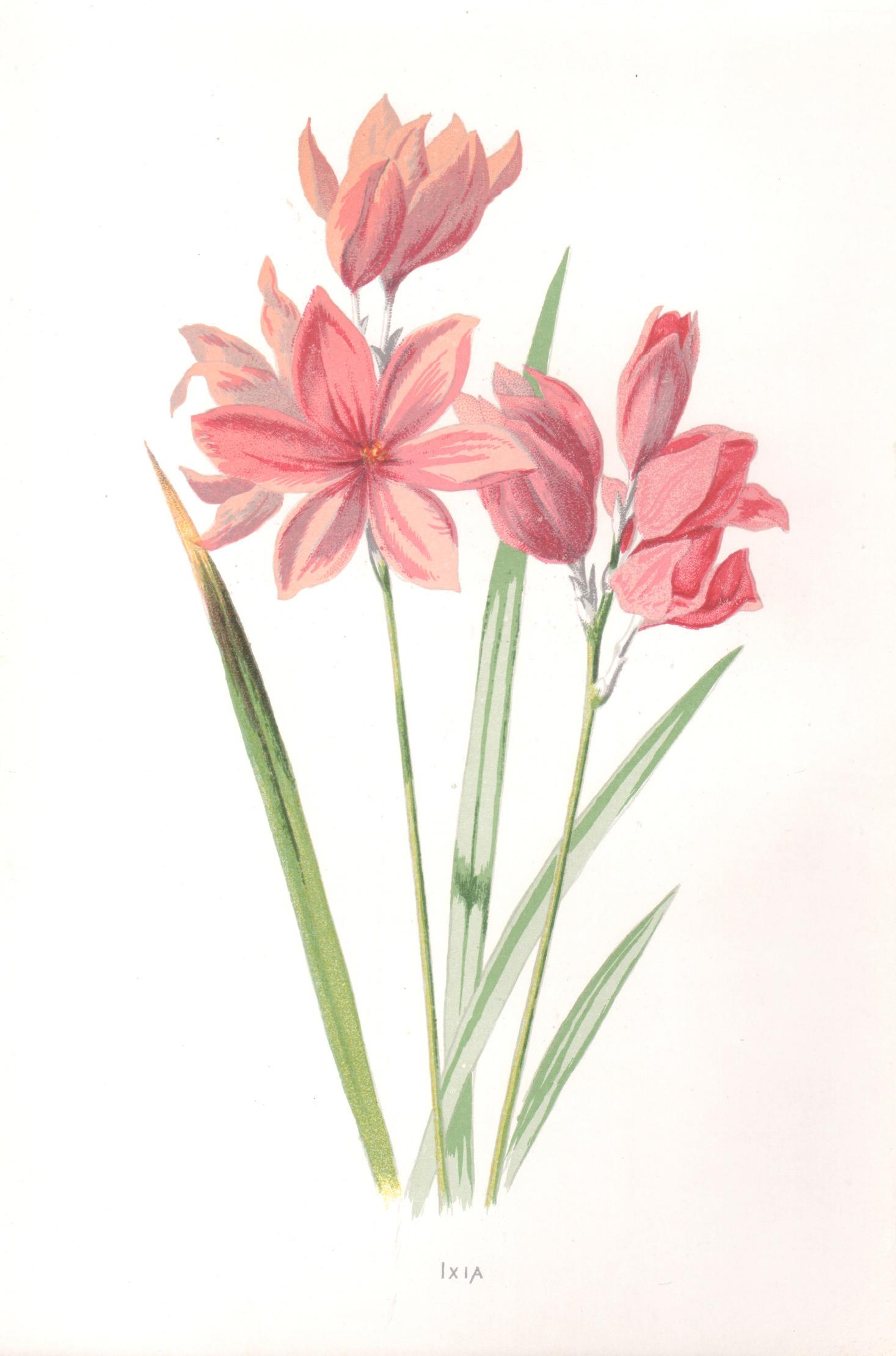 Print di Frederick William Hulme - Ixia, cromolitografia botanica inglese di fiori rosa antichi, 1895