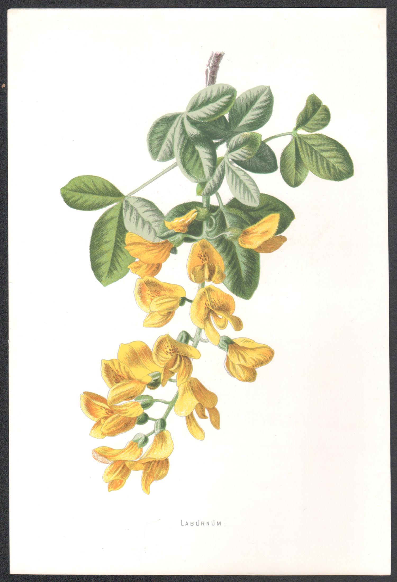 Laburnum, fiore giallo antico inglese, cromolitografia botanica, 1895 - Print di Frederick William Hulme