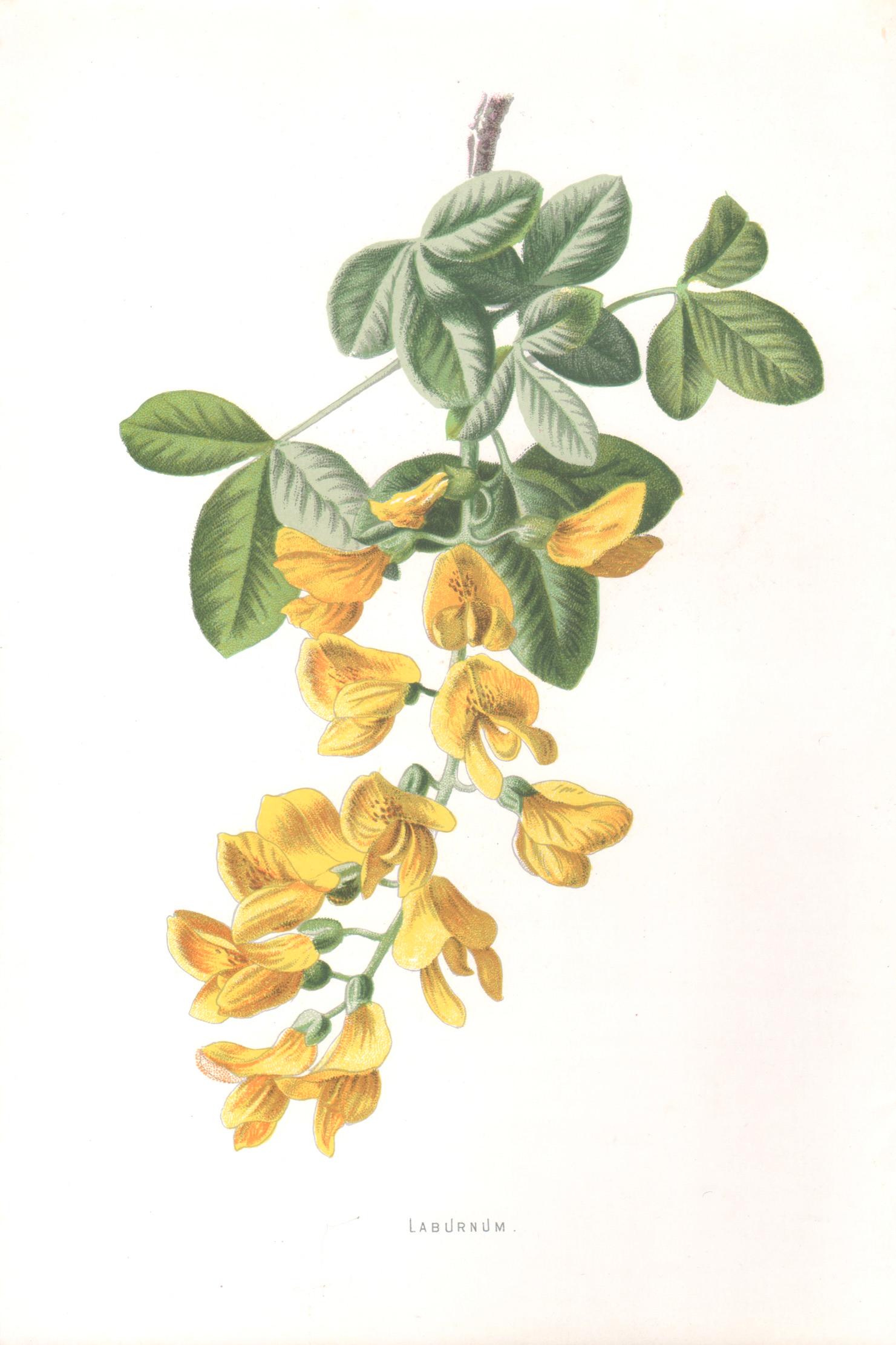 Still-Life Print di Frederick William Hulme - Laburnum, fiore giallo antico inglese, cromolitografia botanica, 1895