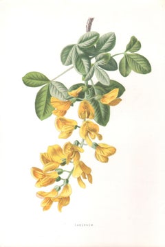 Laburnum, English antique yellow flower botanical chromolithograph, 1895