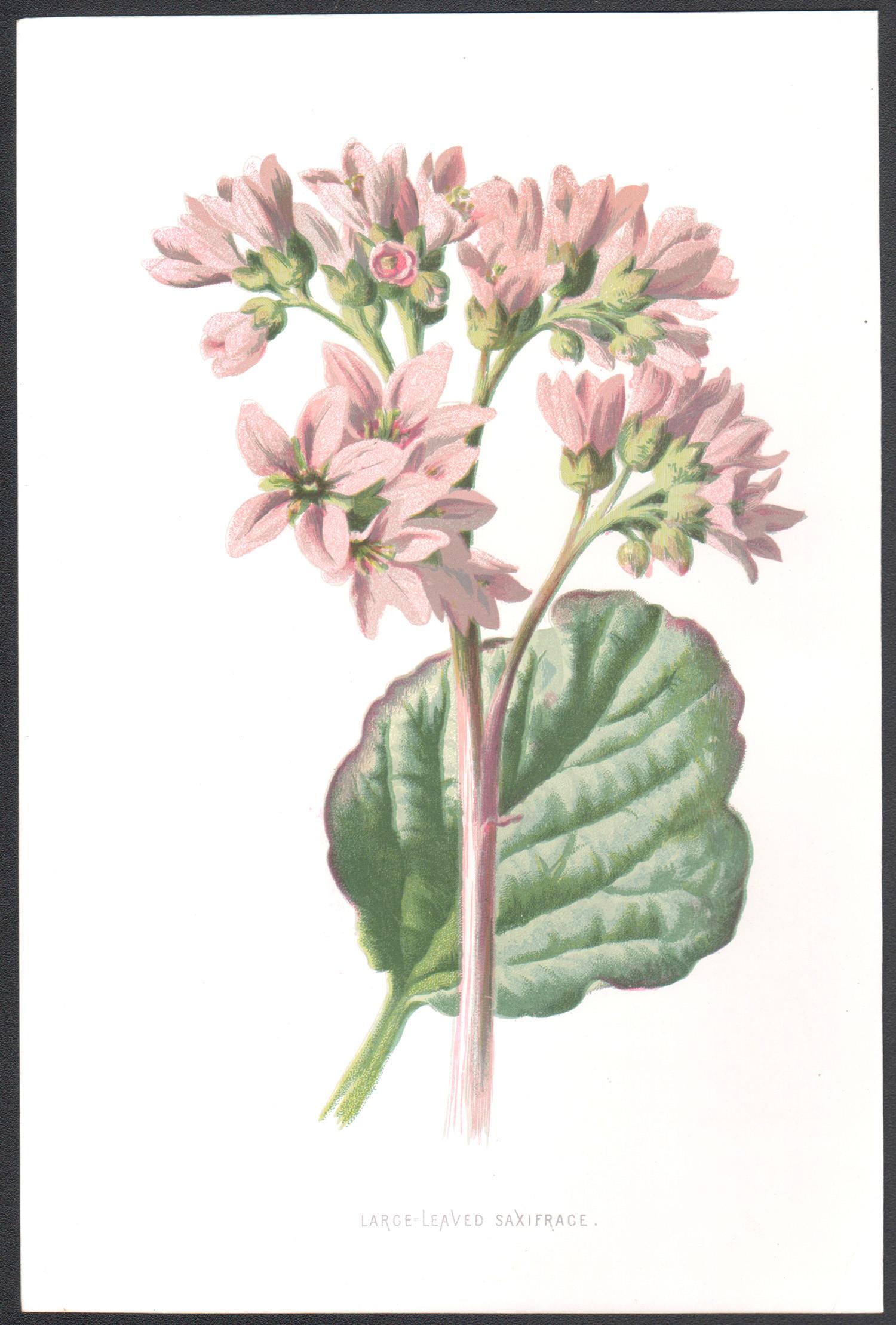 Saxifrage de hojas grandes, cromolitografía botánica de flores antiguas inglesas, 1895 - Print de Frederick William Hulme