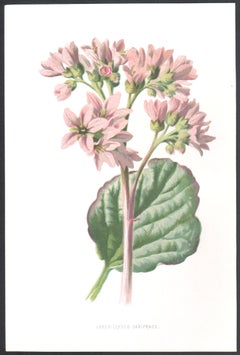 Large-Leaved Saxifrage, English antique flower botanical chromolithograph, 1895