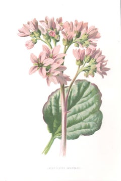 Large-Leaved Saxifrage, English antique flower botanical chromolithograph, 1895