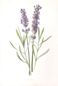 Lavender, English antique purple flower botanical chromolithograph, 1895 Lavender, English antique purple flower botanical chromolithograph, 1895