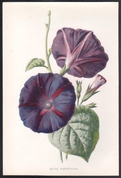 Major Convolvulus, English antique purple flower botanical chromolithograph 1895