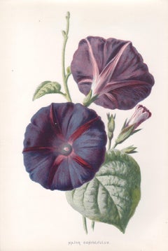 Major Convolvulus, English antique purple flower botanical chromolithograph 1895