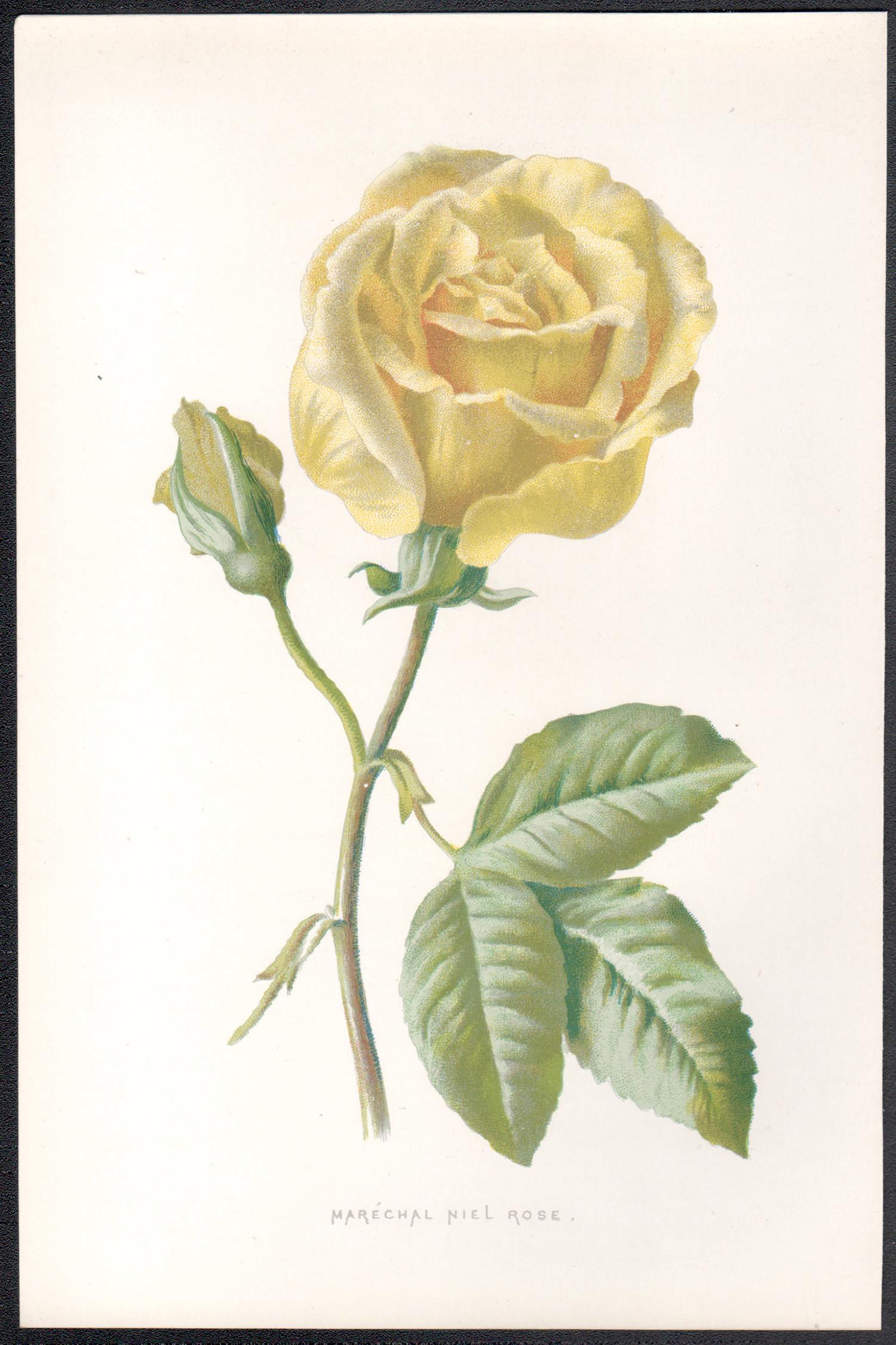 Marechal Niel Rose, English antique flower botanical chromolithograph, 1895 - Print by Frederick William Hulme