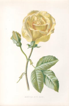 Marechal Niel Rose, English antique flower botanical chromolithograph, 1895