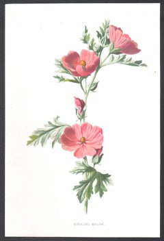 Malva en miniatura, cromolitografía botánica de flor rosa antigua inglesa, 1895