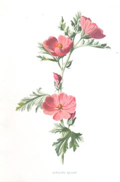 Miniature Mallow, English antique pink flower botanical chromolithograph, 1895