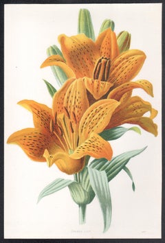 Orange Lily, English antique flower botanical chromolithograph, 1895