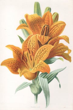 Orange Lily, English antique flower botanical chromolithograph, 1895