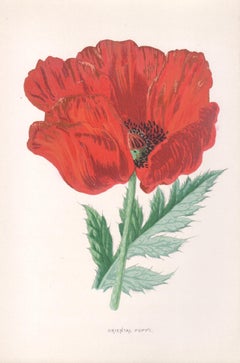 Oriental Poppy, English antique red flower botanical chromolithograph, 1895
