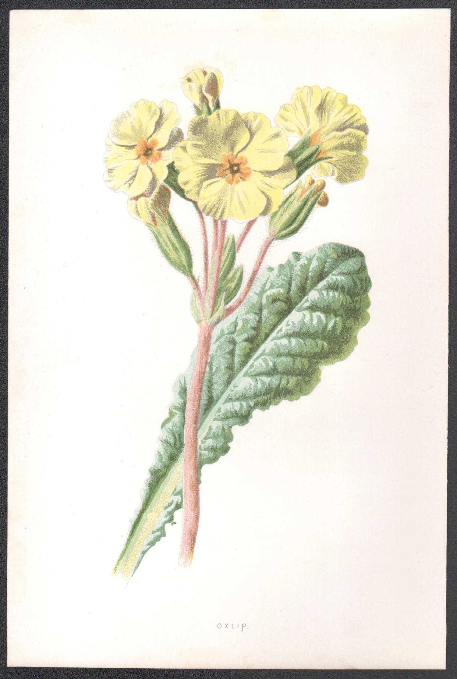Oxlip, cromolitografia botanica inglese di fiori gialli antichi, 1895 - Print di Frederick William Hulme