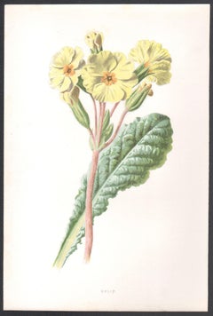 Oxlip, chromolithographie botanique anglaise ancienne de fleurs jaunes, 1895