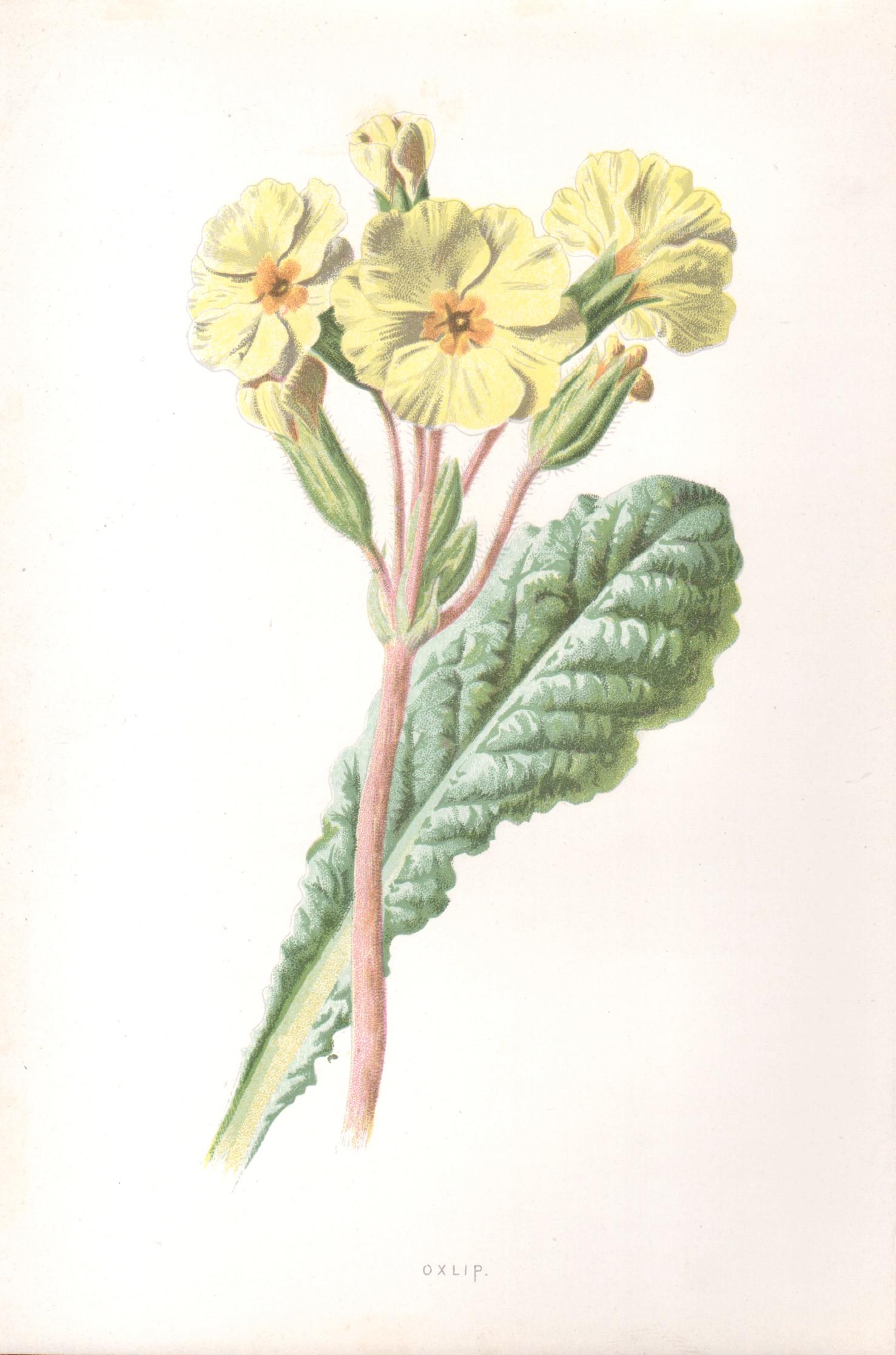 Print di Frederick William Hulme - Oxlip, cromolitografia botanica inglese di fiori gialli antichi, 1895