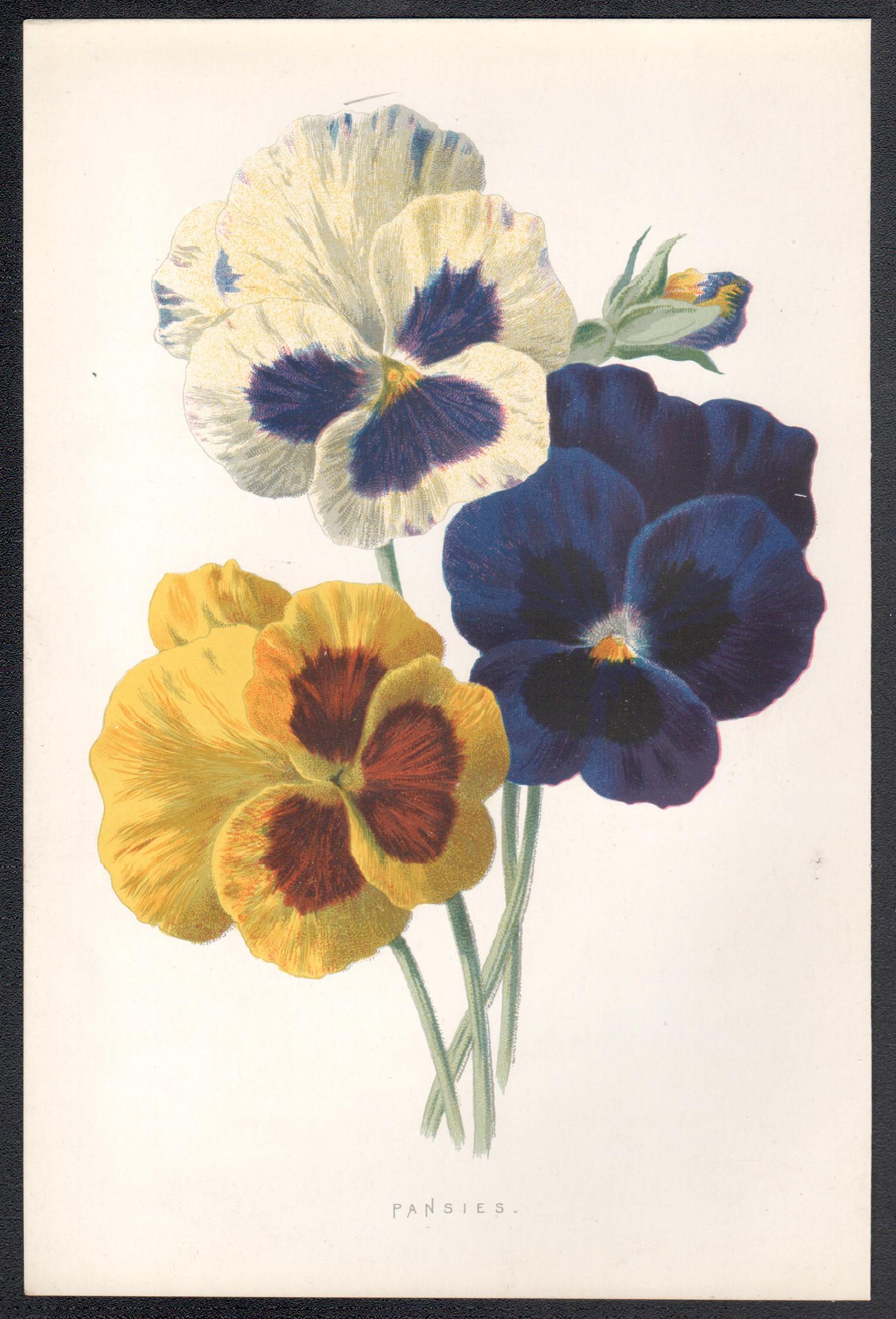 Viole del pensiero, cromolitografia botanica inglese di fiori antichi, 1895 - Print di Frederick William Hulme