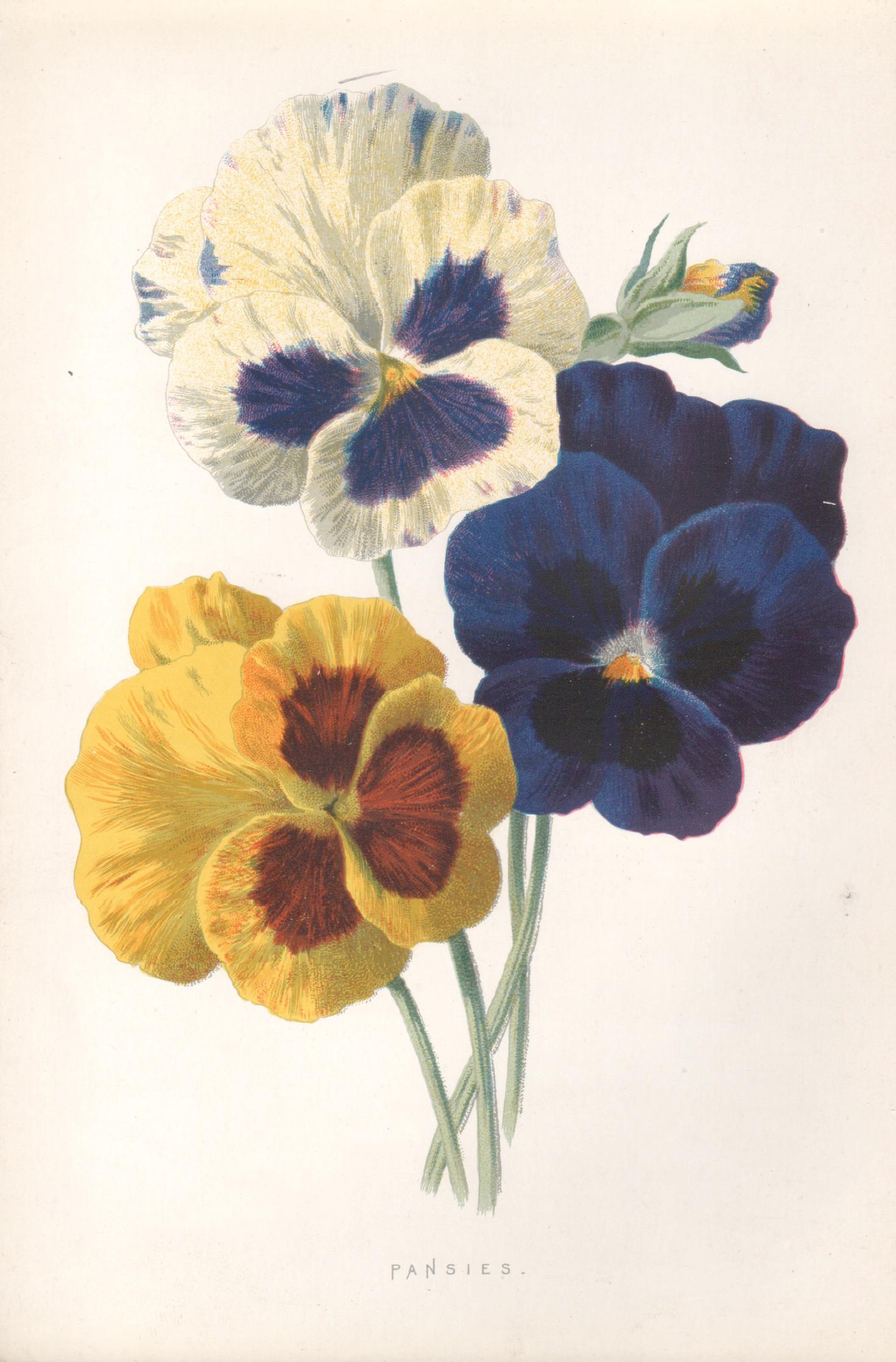 Print di Frederick William Hulme - Viole del pensiero, cromolitografia botanica inglese di fiori antichi, 1895