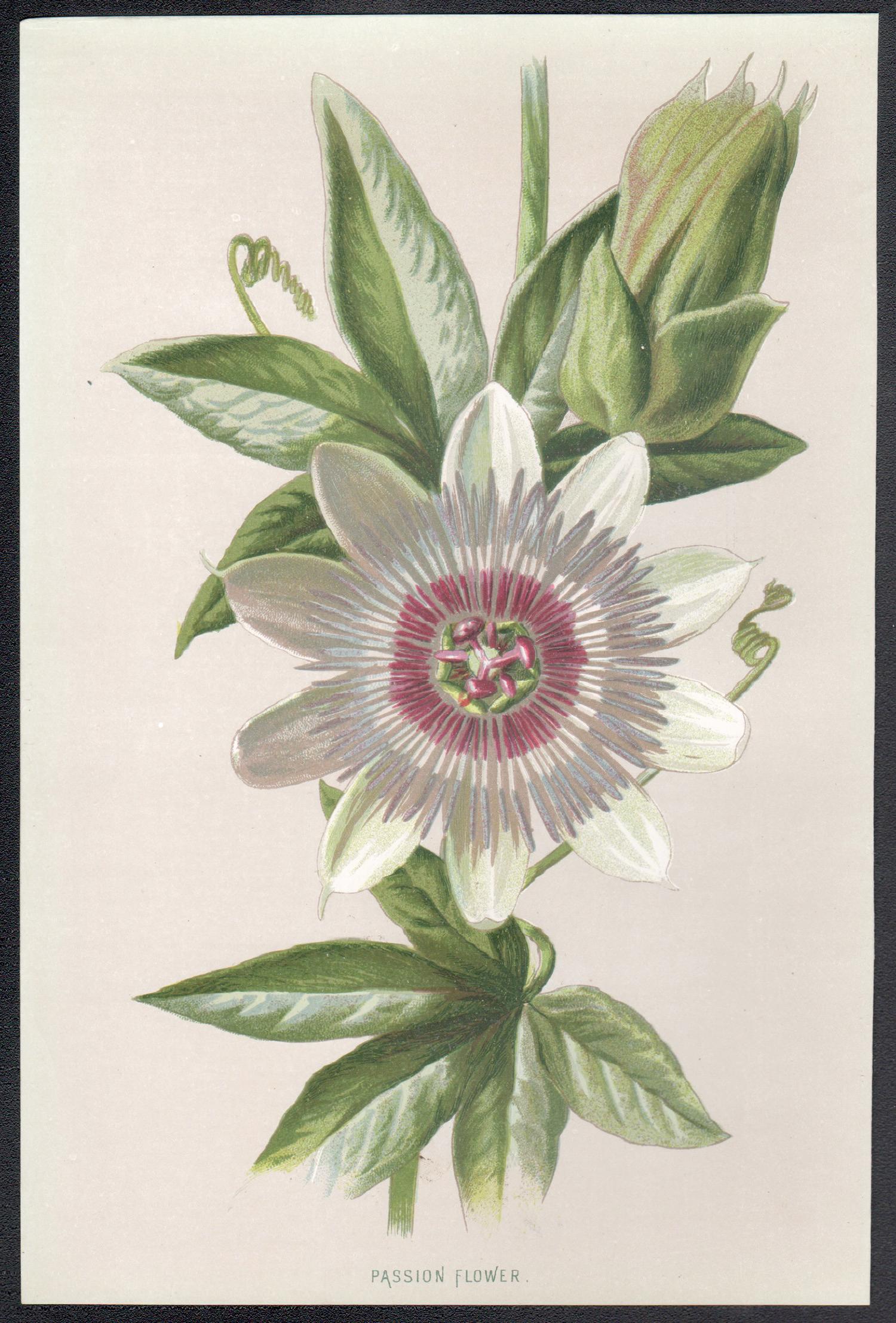 Passiflora, cromolitografia botanica inglese di fiori antichi, 1895 - Print di Frederick William Hulme