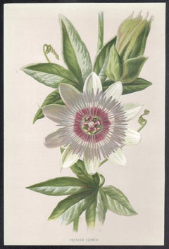 Passion Flower, English antique flower botanical chromolithograph, 1895