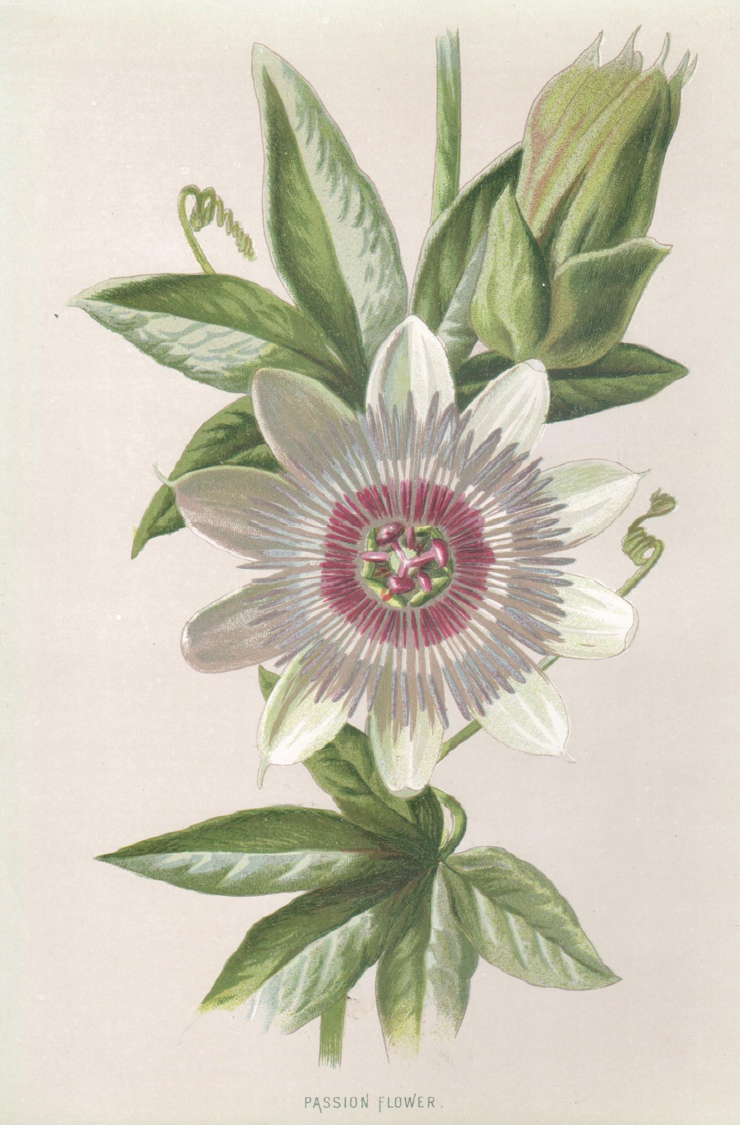 Print di Frederick William Hulme - Passiflora, cromolitografia botanica inglese di fiori antichi, 1895