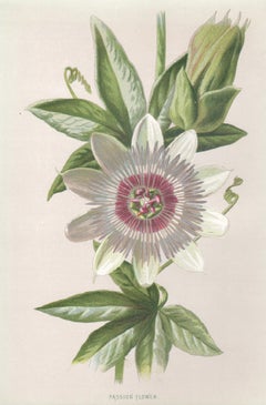 Passion Flower, English antique flower botanical chromolithograph, 1895