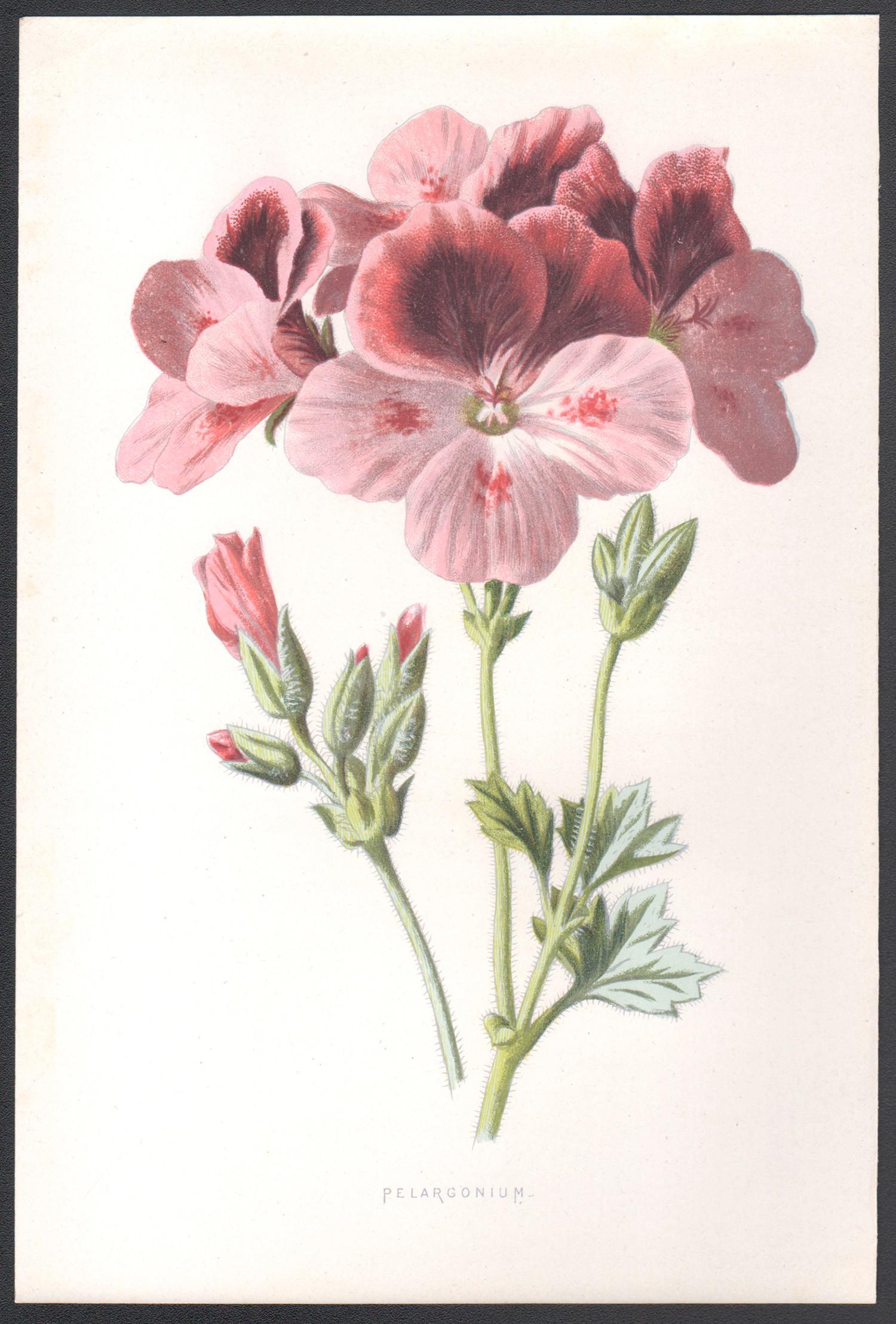 Pelargonium, fiore rosa antico inglese, cromolitografia botanica, 1895 - Print di Frederick William Hulme