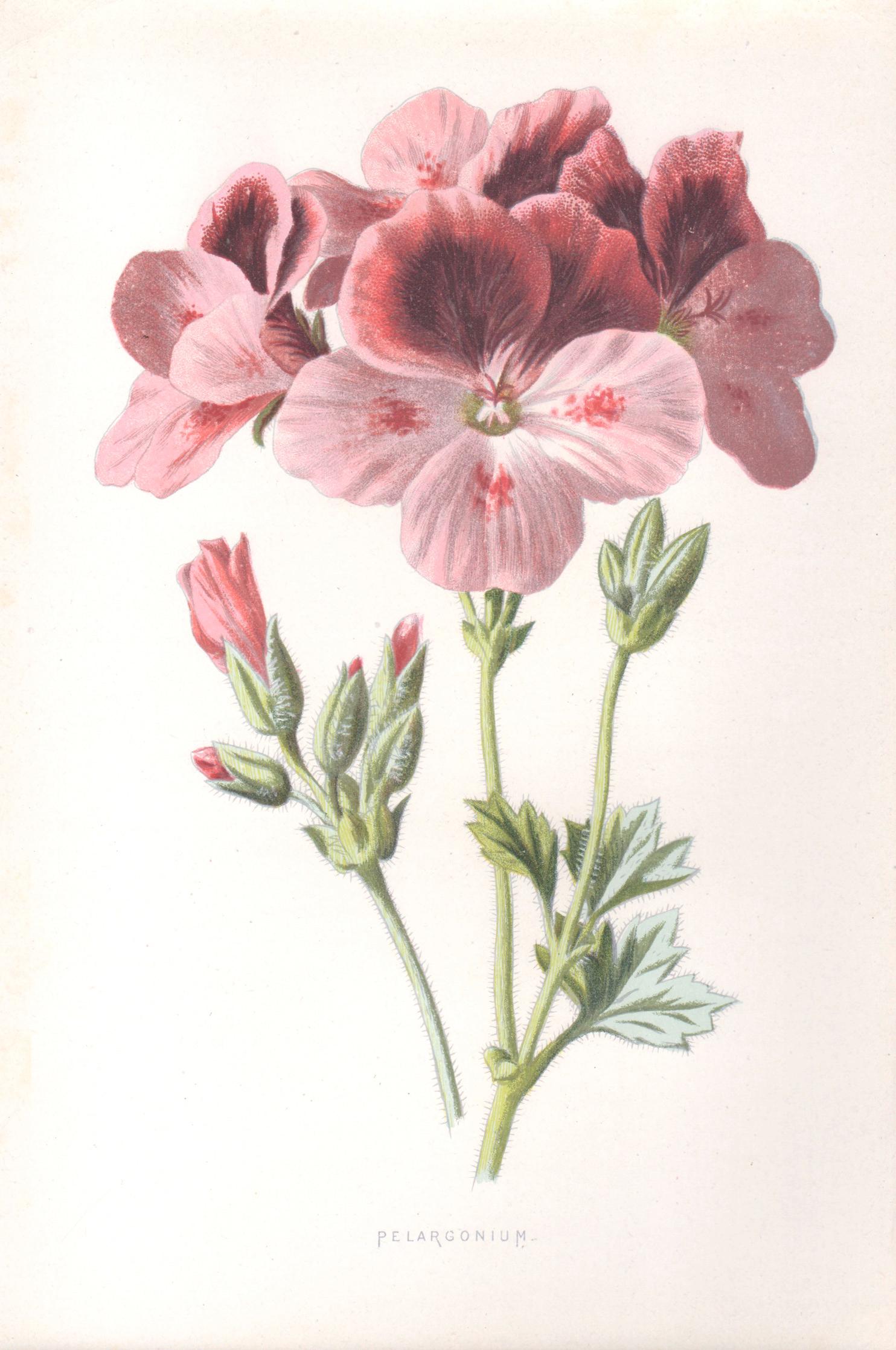 Print di Frederick William Hulme - Pelargonium, fiore rosa antico inglese, cromolitografia botanica, 1895