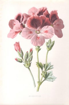 Pelargonium, English antique pink flower botanical chromolithograph, 1895