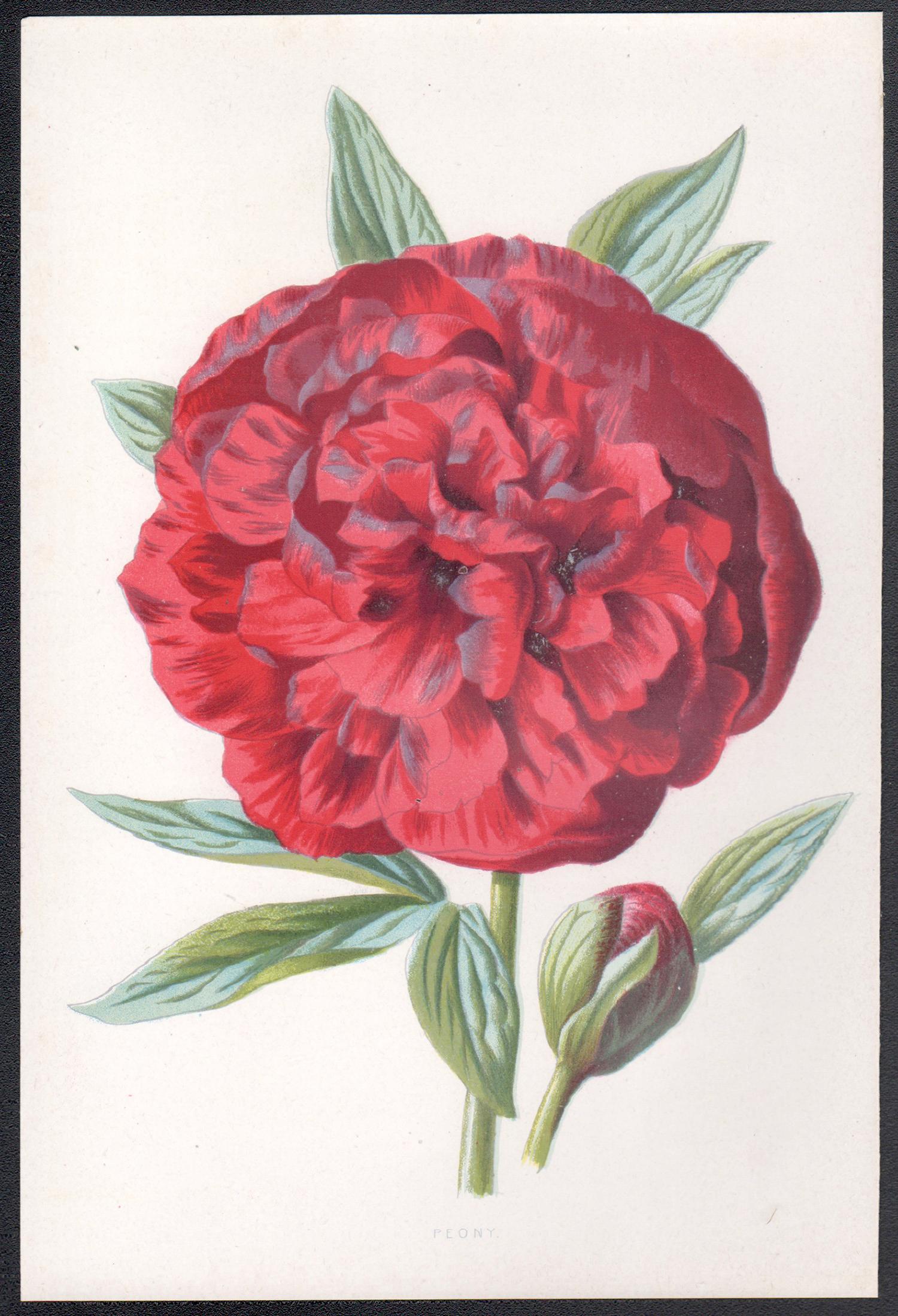 Peonia, fiore rosso antico inglese, cromolitografia botanica, 1895 - Print di Frederick William Hulme