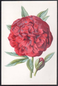Peony, English antique red flower botanical chromolithograph, 1895
