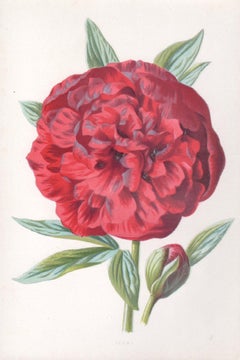 Peony, English antique red flower botanical chromolithograph, 1895