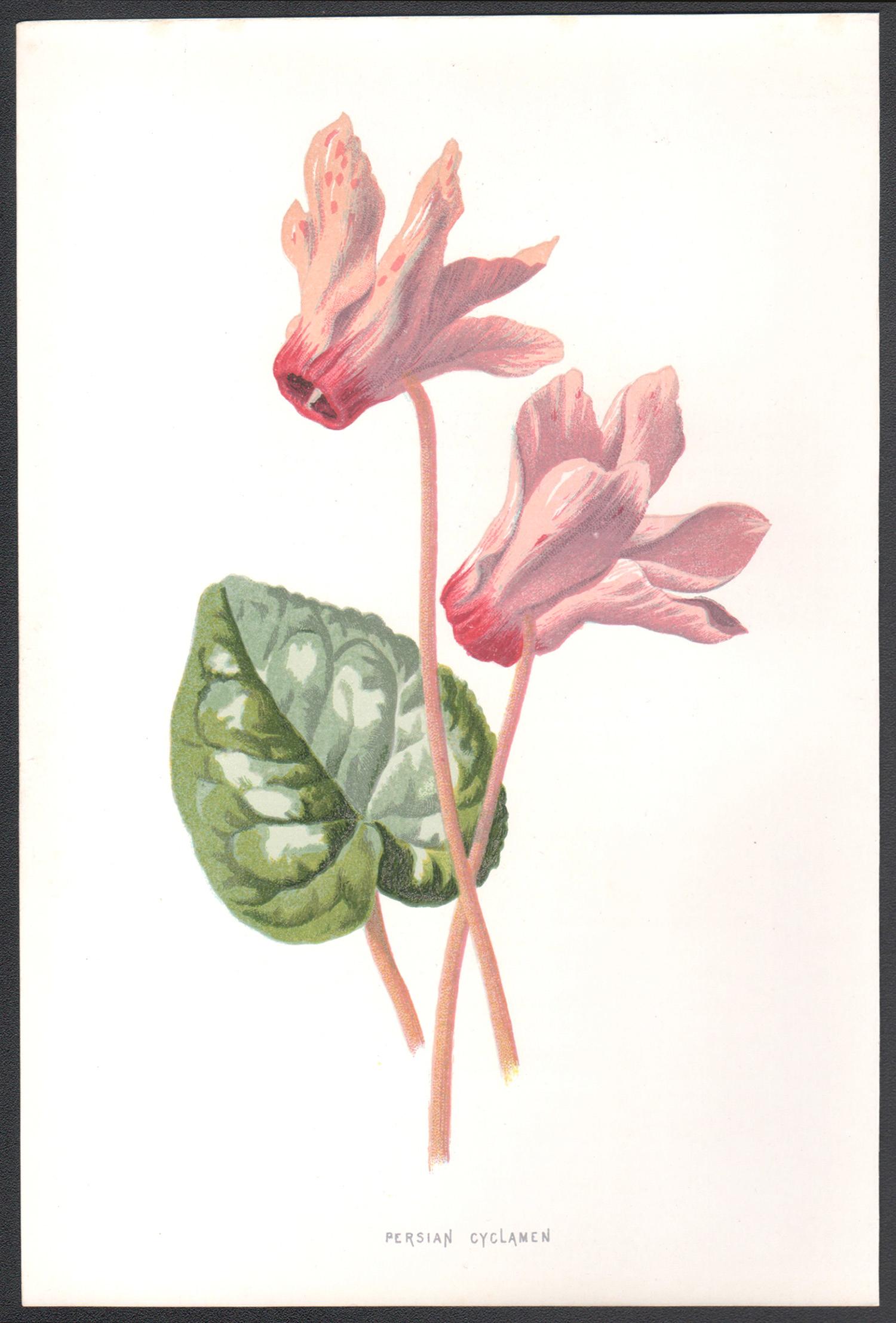 Ciclamino persiano, cromolitografia botanica inglese di fiori rosa antichi, 1895 - Print di Frederick William Hulme