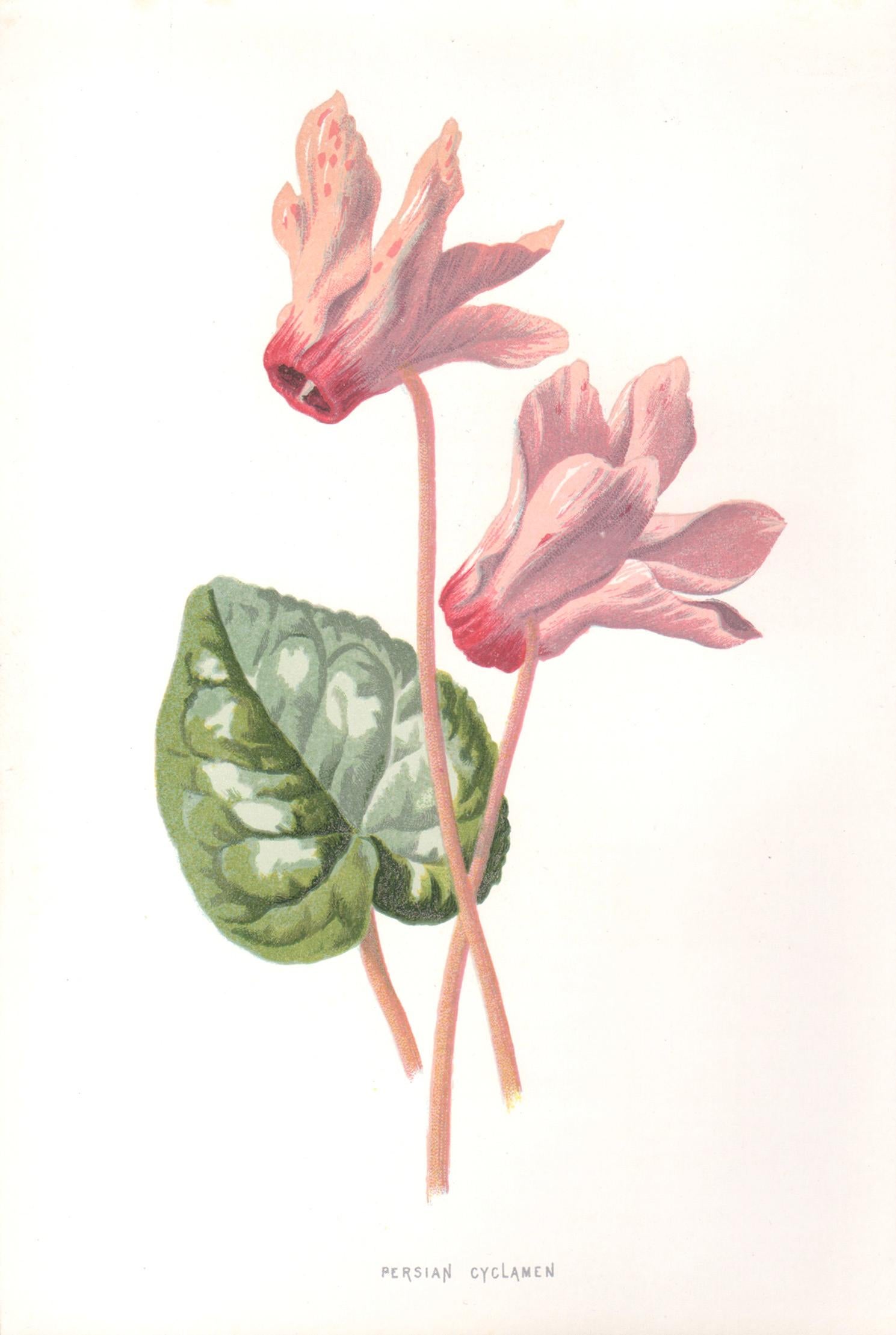 Print di Frederick William Hulme - Ciclamino persiano, cromolitografia botanica inglese di fiori rosa antichi, 1895