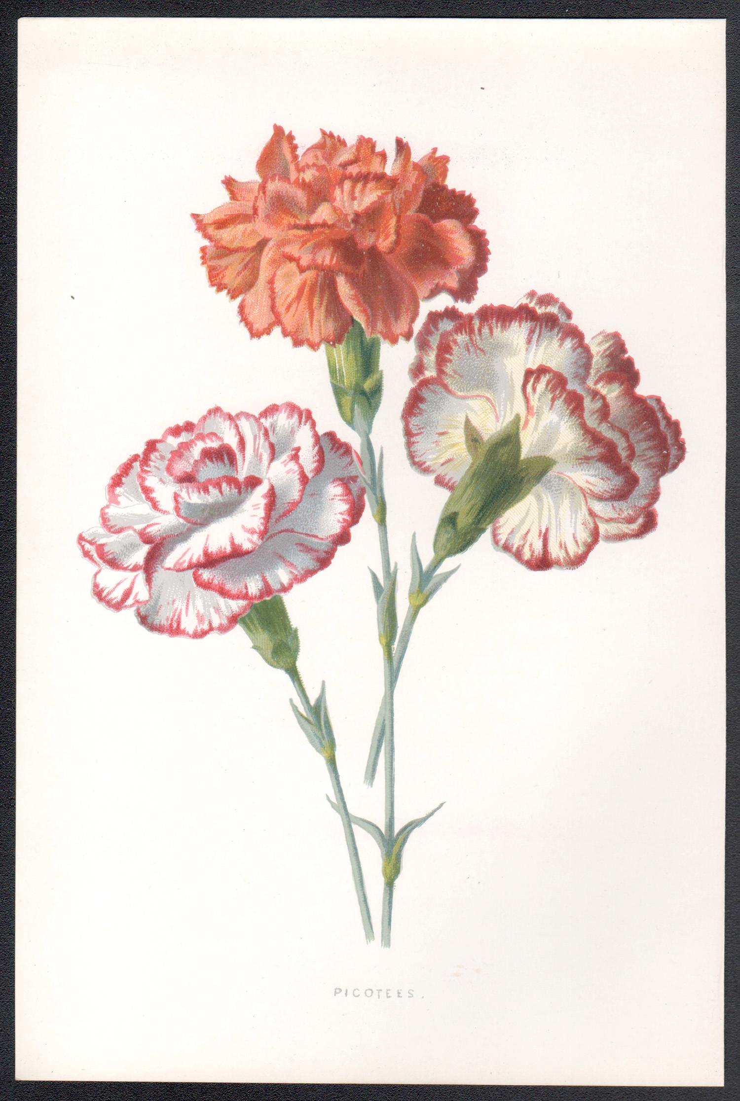Picotees, cromolitografia botanica inglese a fiori rossi antichi, 1895 - Print di Frederick William Hulme