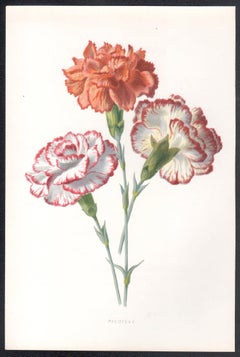 Picotees, English antique red flower botanical chromolithograph, 1895