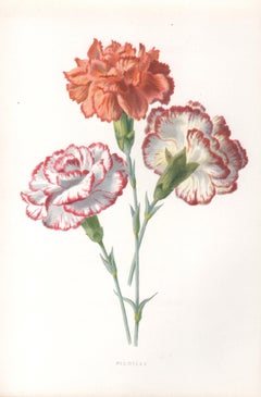 Picotees, English antique red flower botanical chromolithograph, 1895