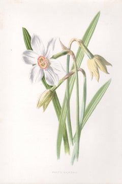 Poet
s Daffodil, English antique flower botanical chromolithograph, 1895