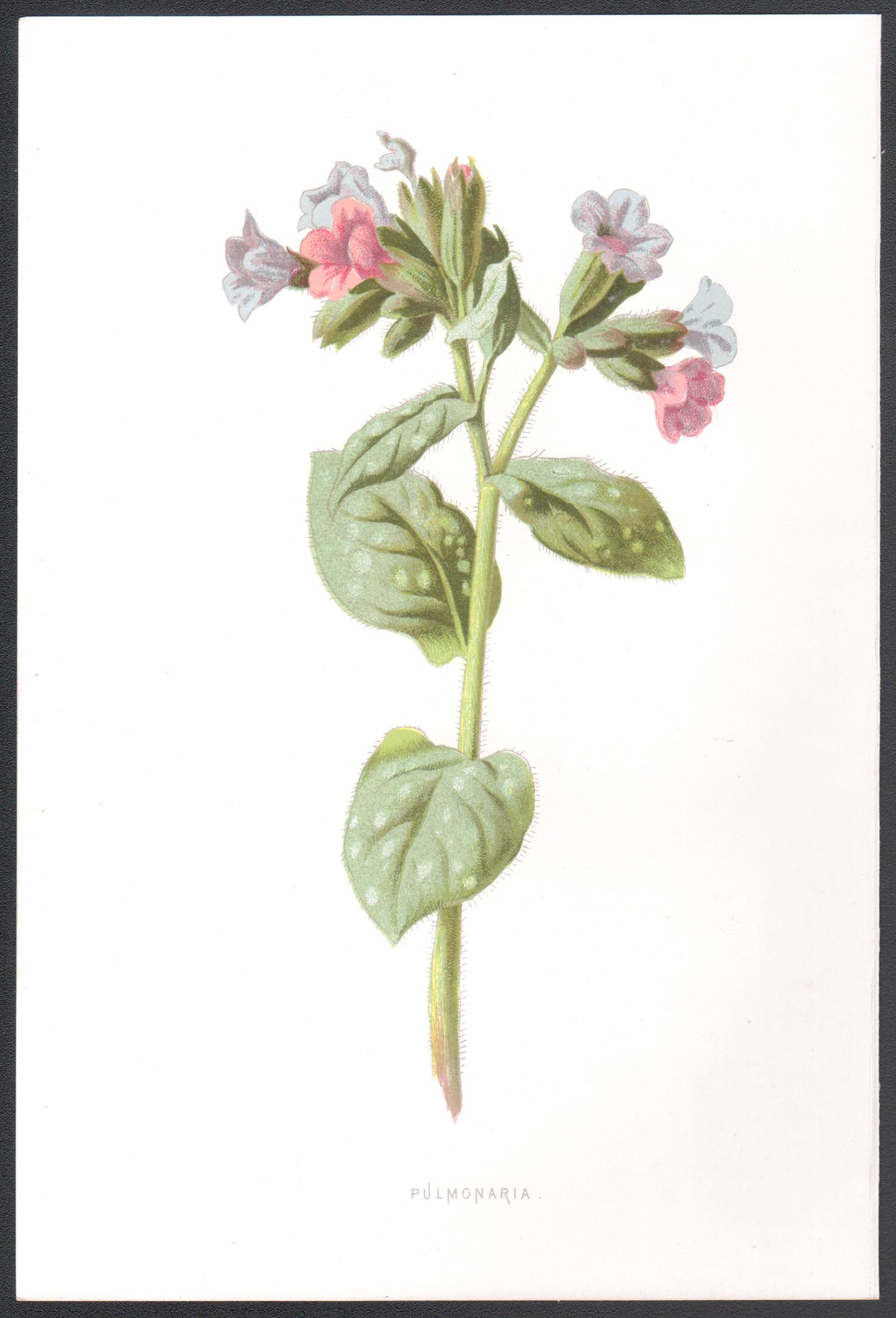 Pulmonaria, cromolitografía botánica inglesa antigua de una flor rosa azul, 1895 - Print de Frederick William Hulme