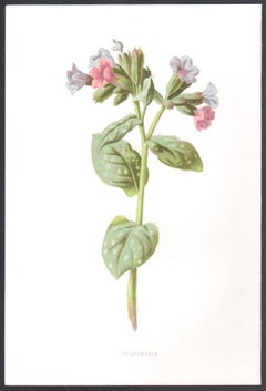 Pulmonaria, English antique blue pink flower botanical chromolithograph, 1895