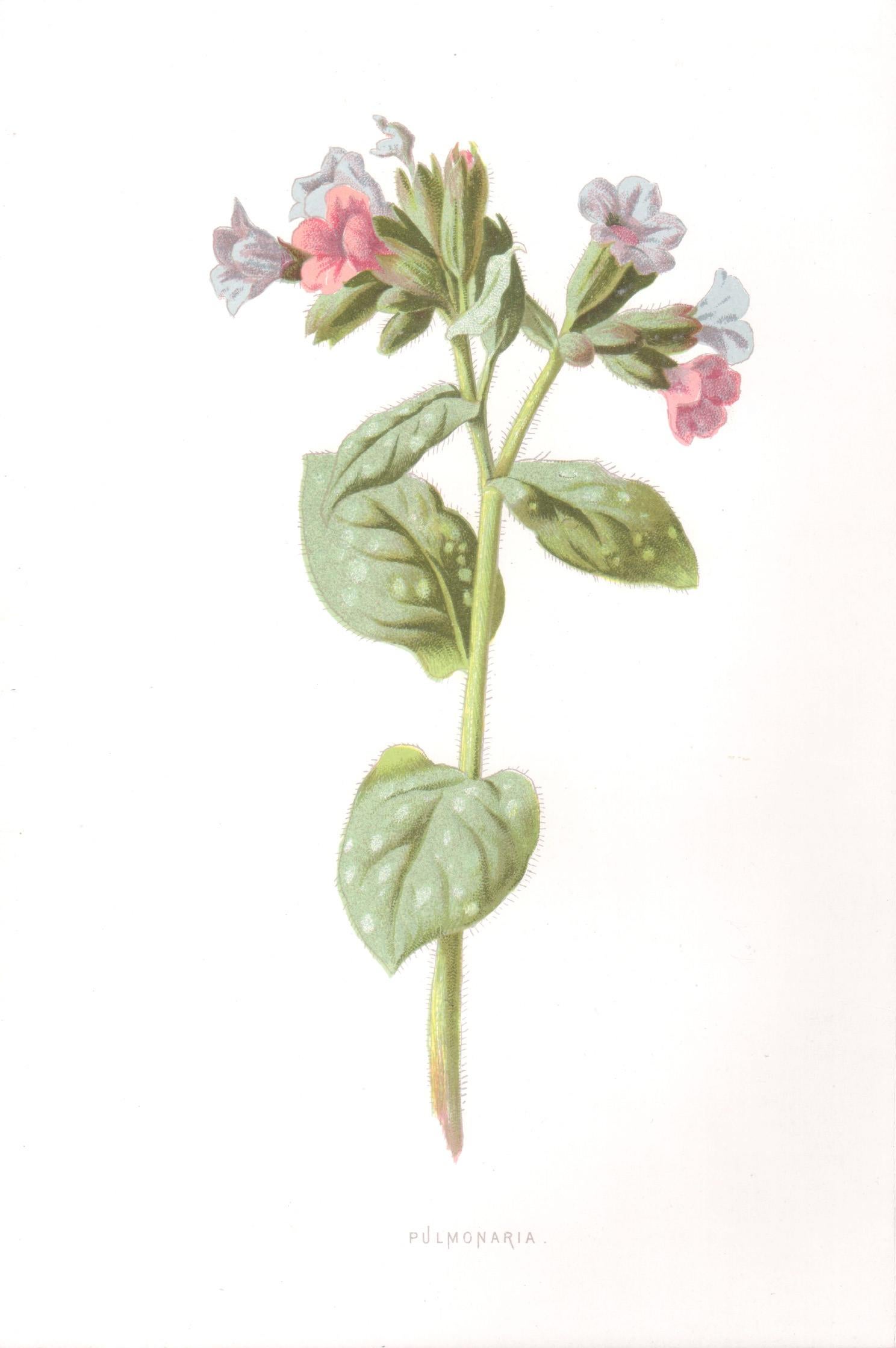 Print de Frederick William Hulme - Pulmonaria, cromolitografía botánica inglesa antigua de una flor rosa azul, 1895